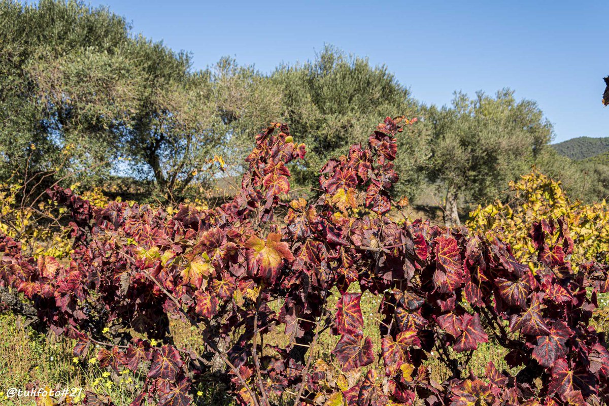 TorreLloreta's tweet photo. Com ens agraden els dies de sol en plena tardor ☀️🍂.

Us agraden els colors de la tardor 😍🍁?

Moltes gràcies Salvador per les precioses postals de la #TorreLloreta 👏🏽📸.

#Calonge #Tardor #TurismeRural #Enoturisme #TRG #RuralTourism https://t.co/p3rPGi4Z3s