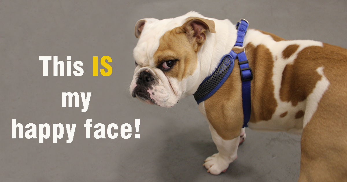 Lumettalighting's tweet photo. Deep Thoughts with Beef
This IS my happy face!
https://t.co/g3NsZw9yLW
#lumettamascot #happybeef #smiling #lumetta #beef #deepthoughts #dogs #deepthoughtswithbeef #ishallcontroltheworld #dogrulesworld #biggerthanlifebeef #beefspeaks #kingofthehousehold #dogsrule https://t.co/sec7HPslaG