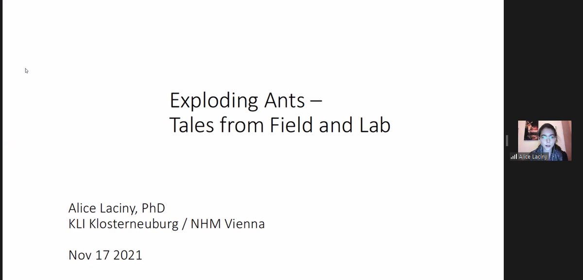 jgilchrist13's tweet photo. @AliceLaciny @EdEntClub Exploding ants 🧨🐜(Colobopsis cylindrica), their social ecology, goo & weird worm parasite 🪱(Mermithidae)... Amazing social insect system from @AliceLaciny for @EdEntClub. #ExplodingAnts #ants #SocialInsects #Hymenoptera #Mermithidae #Colobopsis
👀: https://t.co/Wtx9FDIuRs https://t.co/fhliPiDiZi