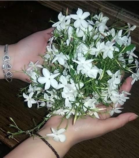 نجلاء 🌟 tweet media