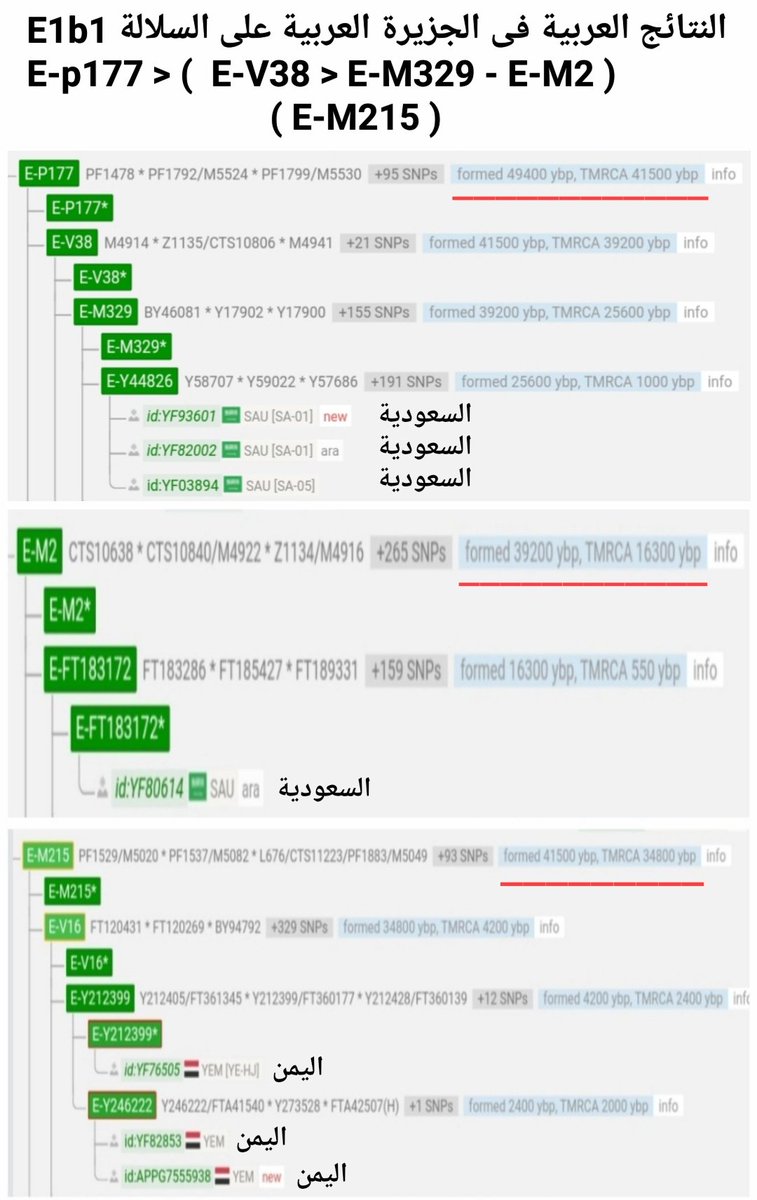 السلالة E
النتائج تتكلم