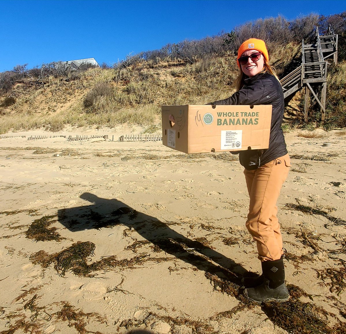 You never know what's going to wash up on the beaches of Cape Cod. My eagle-eyed 5-year-old just spotted this guy, a cold-stunned Kemp's ridley turtle, the world's most endangered sea turtles. We called it in, and someone from <a href="/MassAudubon/">Mass Audubon</a> came to rescue it and take it to <a href="/NEAQ/">New England Aquarium</a>.