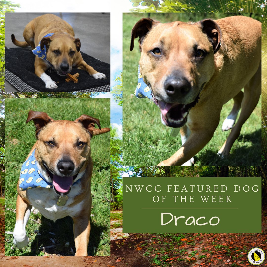 FOSTER NEEDED! 🐾
Draco is a sweet, well-mannered Terrier mix looking for a foster or forever home to share Puppuccinos and precious moments with.
For more about Draco, visit NWCanineCoalition.org, click on the logo for our partner rescue KARE. Remember to bring a Puppuccino!
