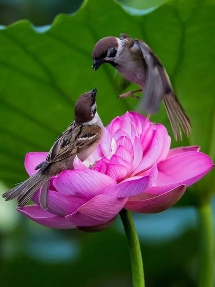Lovely 😍🌺 #nature #birds #photography 📸
