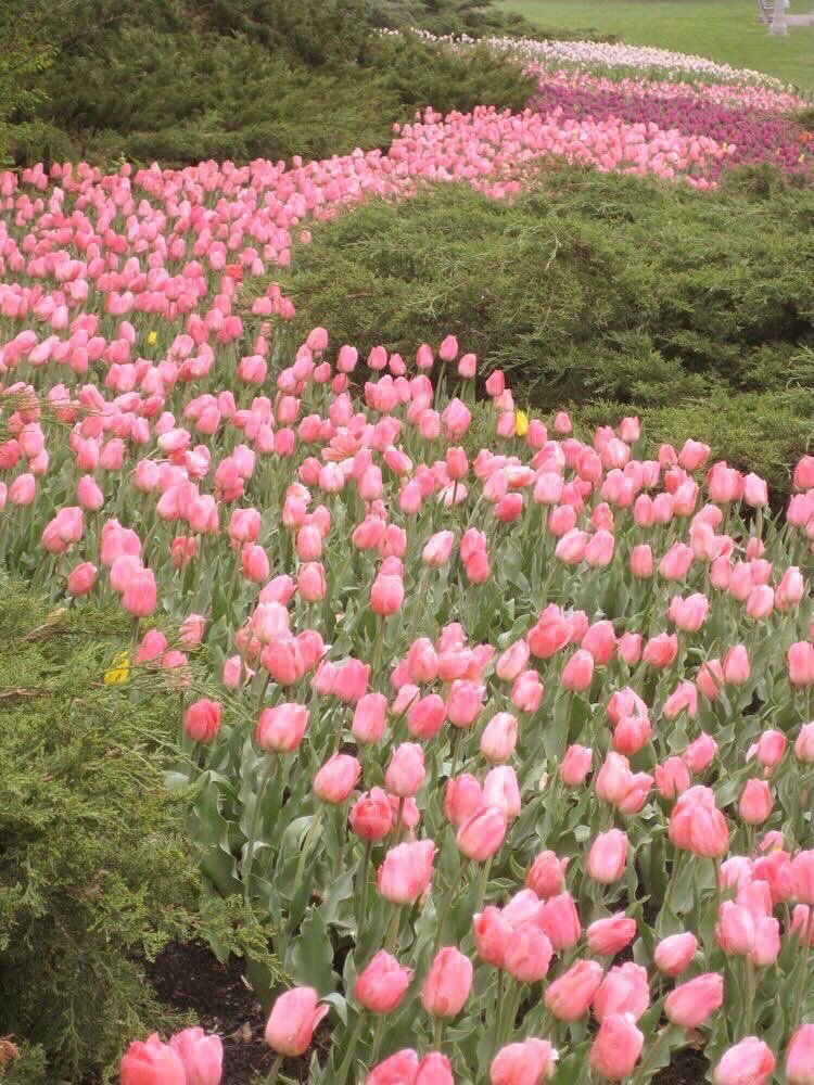 itsjuliexoxo's tweet image. take me to a field of pink flowers 💕