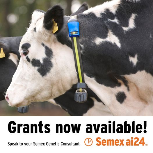 semexUK's tweet photo. New Farming Equipment & Technology Fund is open to applications in England and will close at noon on the 7/1/22. Our ai24 herd monitoring collars & tags are again eligible for funding.
For more info contact your genetic consultant or email willie@semex.co.uk
#SemexSolutions https://t.co/FipbyRl1D3