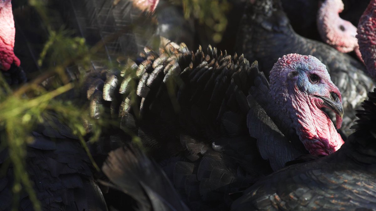 NCAgriculture's tweet photo. Turkey is the center piece of almost every Thanksgiving table! Ron Joyce, owner of @JoyceFarms in Winston-Salem, knows all about turkeys, from raising to cooking them. Learn more from him on our FB page & enjoy their turkey this holiday season! #TurkeyDayTips #NCAgriculture https://t.co/mznbWk8B2u