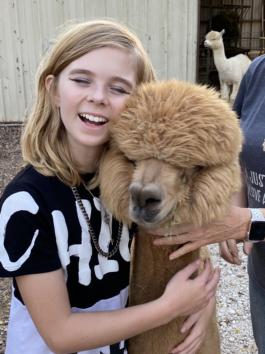 Noelleeparker23's tweet photo. Alpacas!!! https://t.co/JIS6mXYHfe