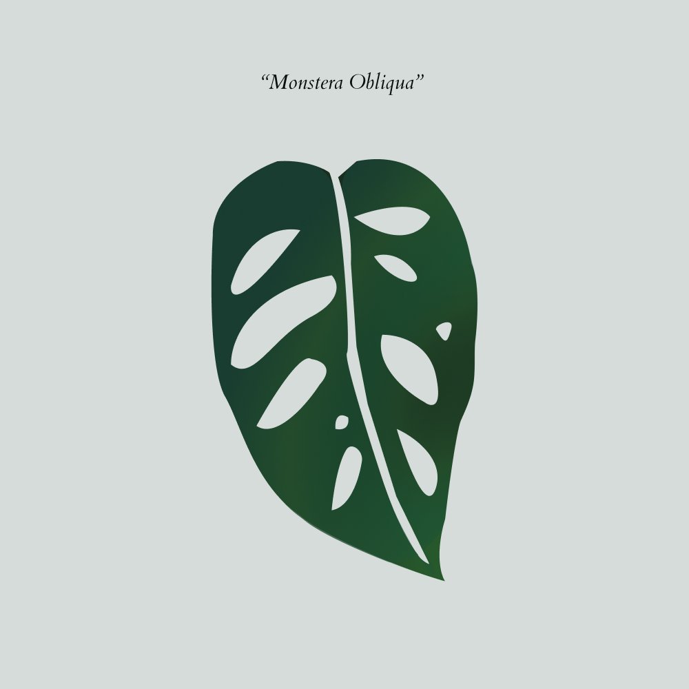calathwa's tweet photo. "Mostera obliqua"

 Collect the second monstera here: https://t.co/xyvdV0pqd3 https://t.co/JAV1uxnuLL