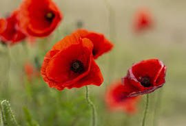 Year 6 are walking to St. John’s church tomorrow morning to look at Hartford’s war memorial and related artefacts. Please can the children bring a warm coat😊 <a href="/hartfordhead/">hartfordhead</a> <a href="/HMdeputy/">💙 Mrs Diamond 💙</a>