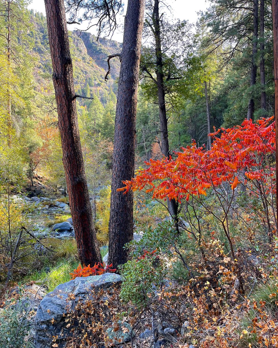 Ancient_trail's tweet photo. Fallen leaves are an important part of soil composition. Most people recognize nitrogen as an important fertilizer but when these leaves fall they also release carbon. This carbon is released into the soil so it can be absorbed by plant root systems. 
#science #fall #fallcolors https://t.co/A7LoCE5SnD