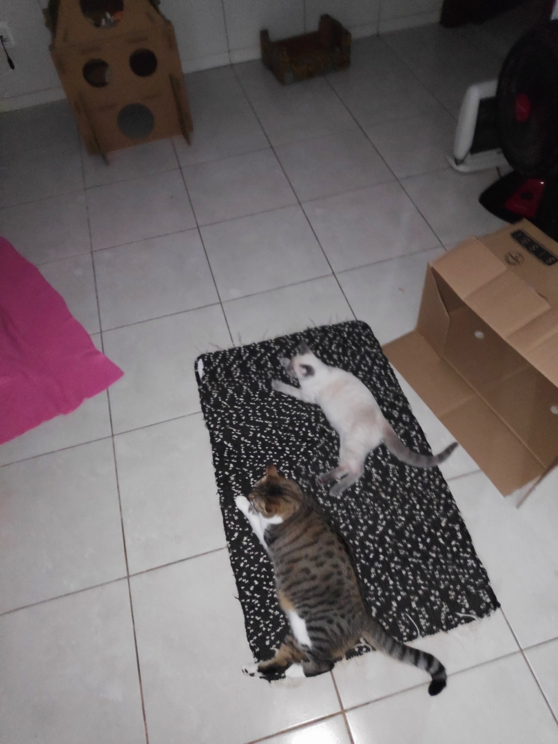 MachadoRodrigo's tweet photo. Eu e meu Irmão de boa!!
 Deixe um recadinho fico muito feliz !! Miau Miau
#miagatu #AmoGatos #MaeDeGato #gato https://t.co/0SSj2av02y