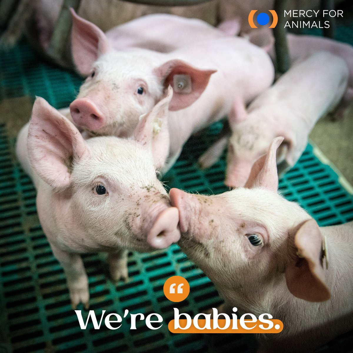 Mercy For Animals tweet media