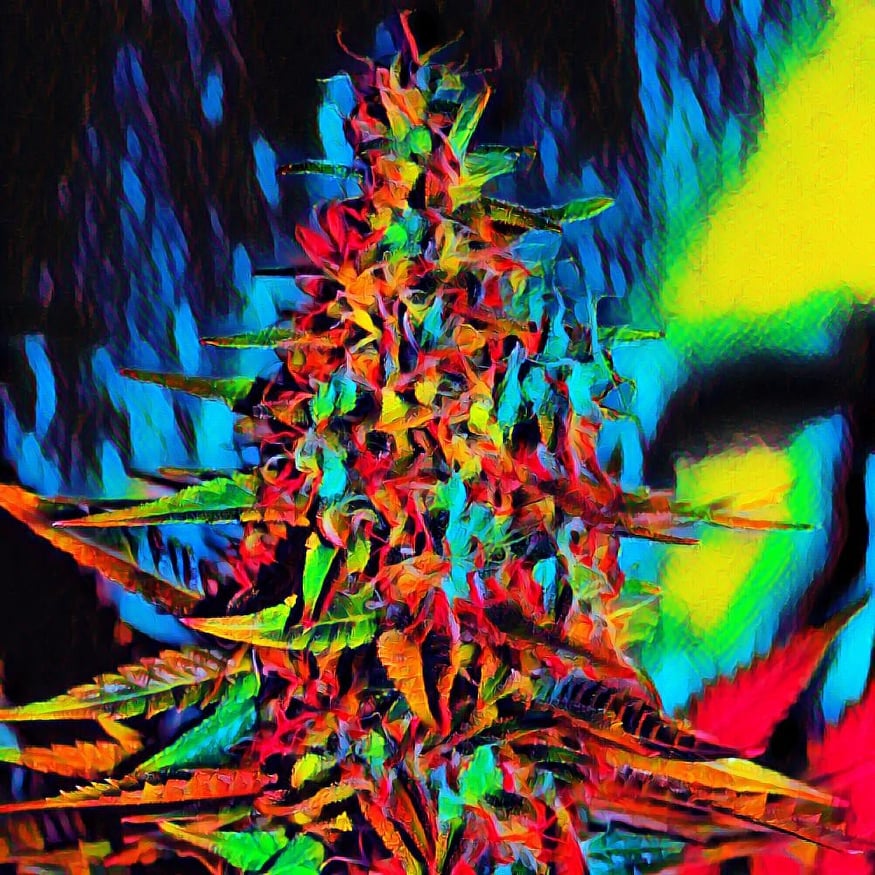 OgisKushas tweet media