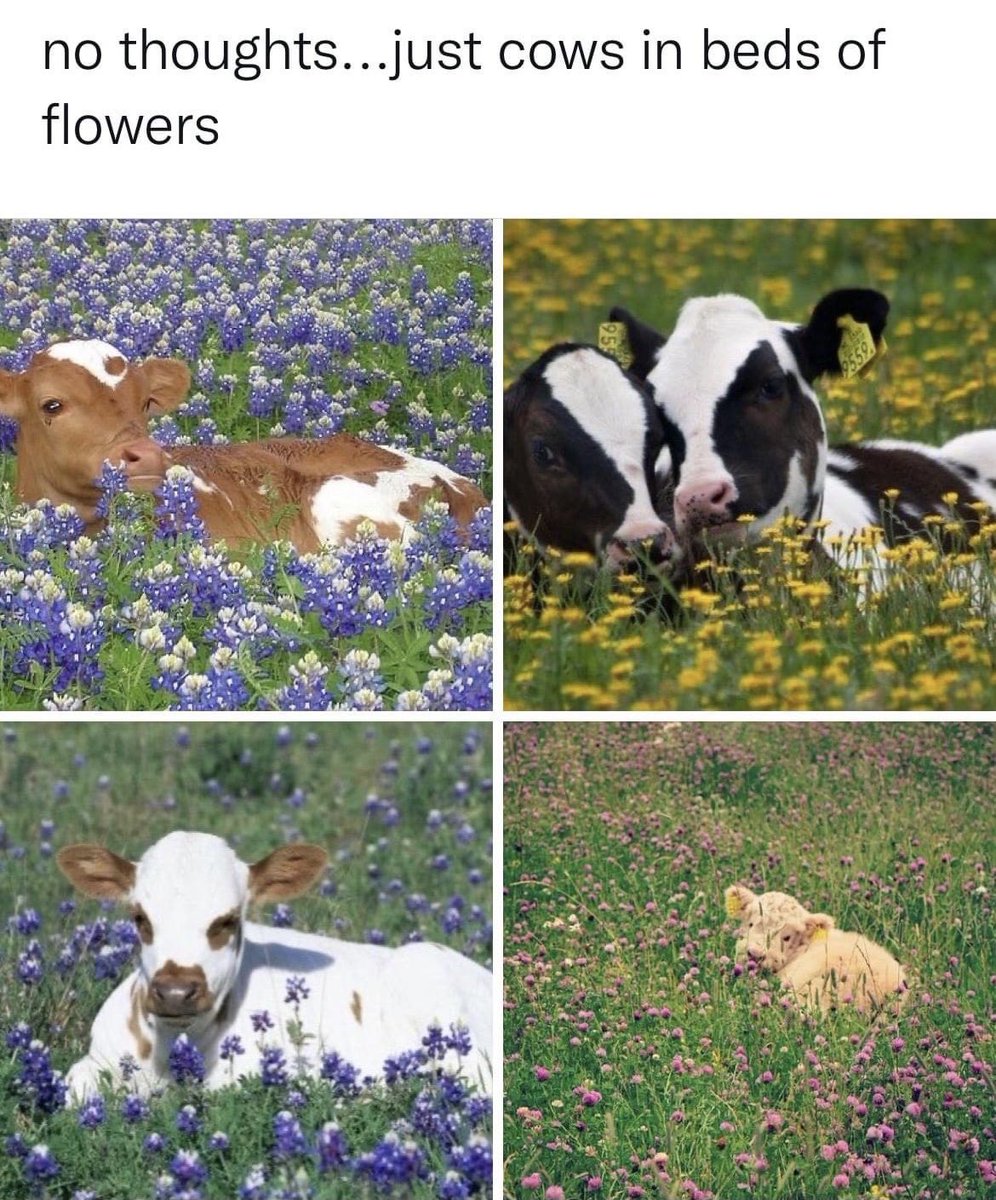 TruestPruest's tweet photo. I found my spirit animals… #TrueMoo 🐮
#SmallStreamersConnect #smallstreamersupport #smallstreamers #twitch #twitchtv https://t.co/dxijckvXwE