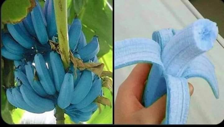 DBangala's tweet photo. La #BlueJava, une étonnante banane bleue:
Croisement entre la #MusaAcuminata et la #MusaBalbisiana. Cette espèce de banane assez étonnante pousse en fait en Asie et aux îles Fidji, sur des terrains humides et ensoleillés, https://t.co/6gH2PVwTj9