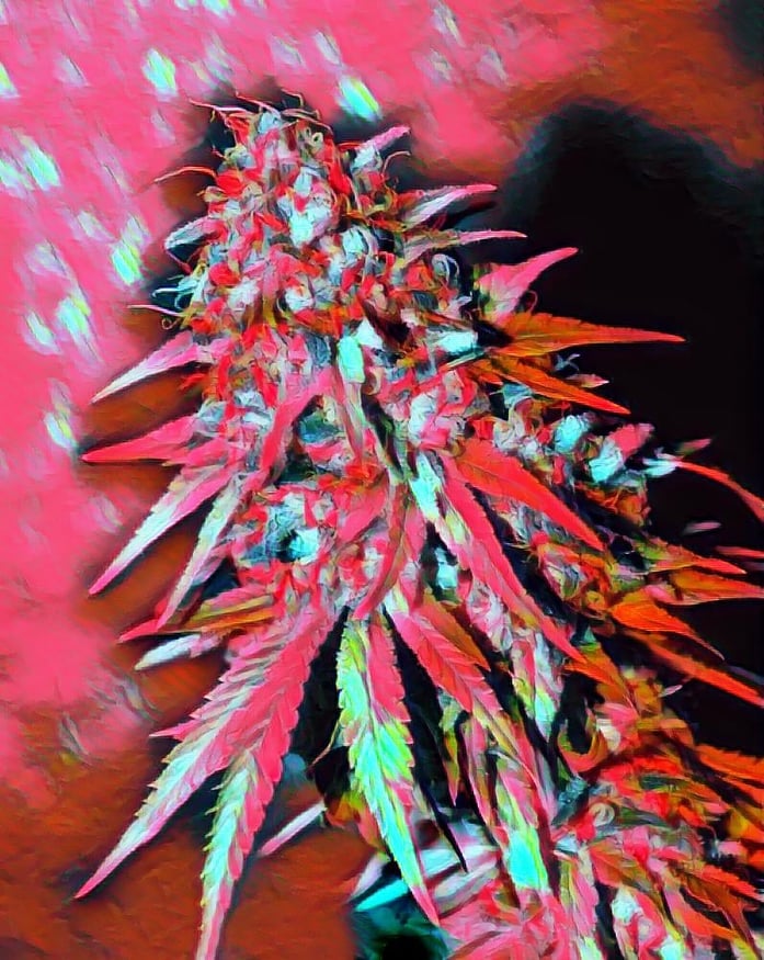 OgisKushas tweet media