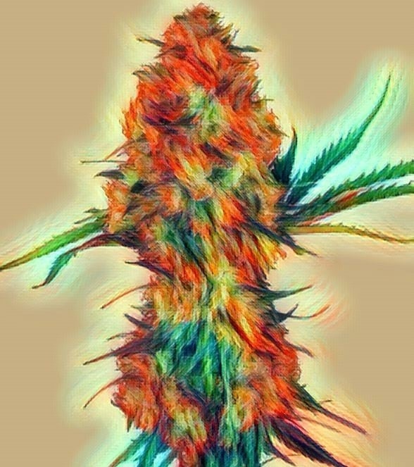 OgisKushas tweet media