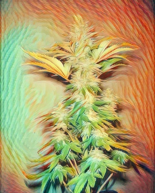 OgisKushas tweet media