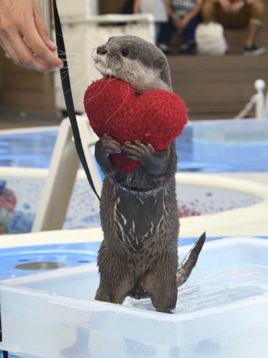 buttrnutjosh's tweet image. good afternoon. this tweet is for keenan (whichever account he sees this on).

hi bestie i love u very much!! u are great!!