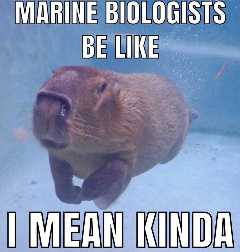 WholesomeMemes (@wholesomememe) on Twitter photo 