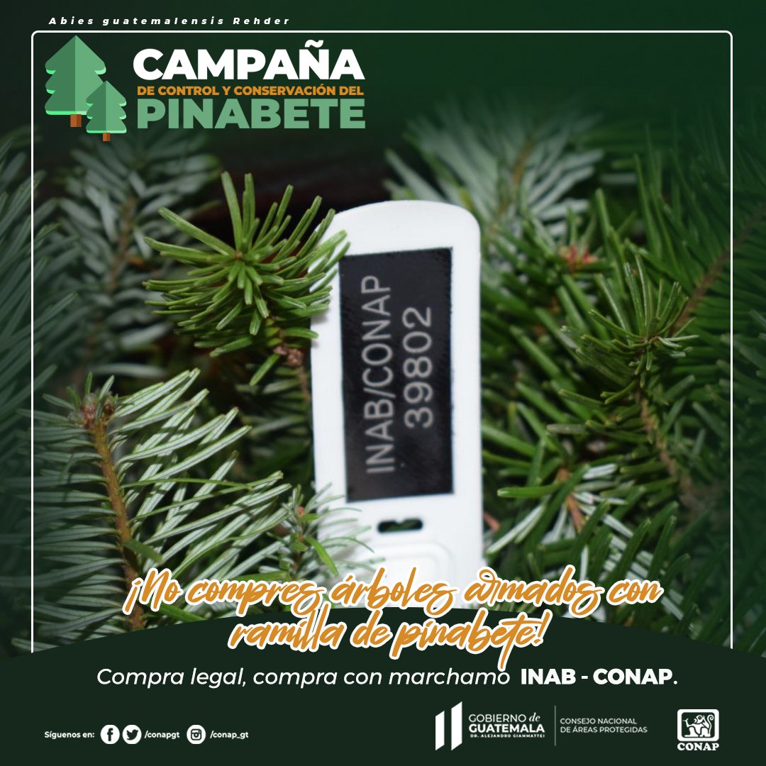 CONAPgt's tweet photo. En el Plan de Control #Navideño alrededor de 2,500 personas llevarán a cabo actividades de monitoreo, control y vigilancia para evitar el tráfico ilegal de la ramilla de #Pinabete 🌲. Dentro de los monitoreos y control (in situ y ex situ).

#CompraLegal #CompraConMarchamo https://t.co/Dz9Ln12yMP