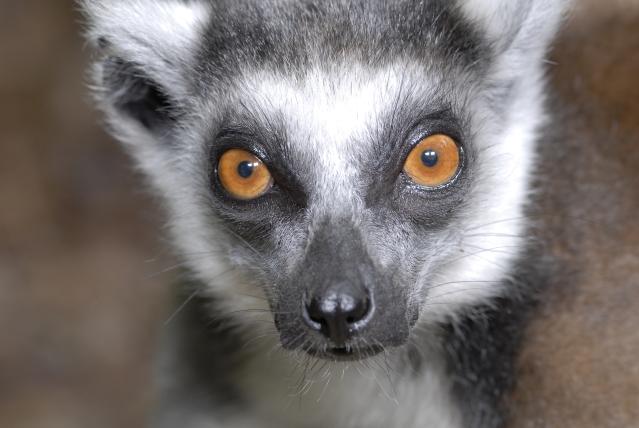 When the gut's internal ecosystem goes awry, could an ancient if gross-sounding treatment make it right? #Lemur researchers make a case for fecal transplants to reduce the side effects of antibiotics. bit.ly/3FG3UXh <a href="/ScienceGalSal/">Sally Bornbusch</a> <a href="/DukeLemurCenter/">Duke Lemur Center</a> <a href="/EvAnthDuke/">Duke Evolutionary Anthropology</a>