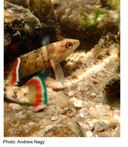 ClaytonHale3's tweet photo. Tomorrow I am going wayy out of my comfort zone and presenting a habitat suitability model on the Etowah Darter @McCallMeB and I developed. This plant nerd is about to spend two days talking fish and I couldn't be more excited! @SEFishesCouncil https://t.co/5Tlf43j8nQ