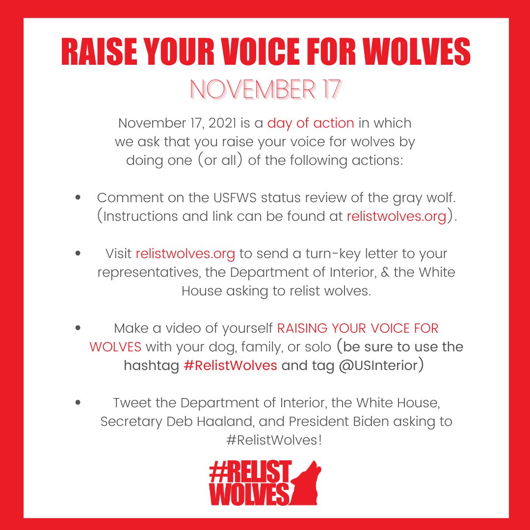 nywolforg's tweet photo. RAISE YOUR VOICE FOR WOLVES 🐺🐺
Join the Wolf Conservation Center and countless other wolf supporters as we urge President Joe Biden and U.S. Department of the Interior to #RelistWolves. 
Take action ➡ https://t.co/HbrLRWsG0v https://t.co/34M2QVGCM5