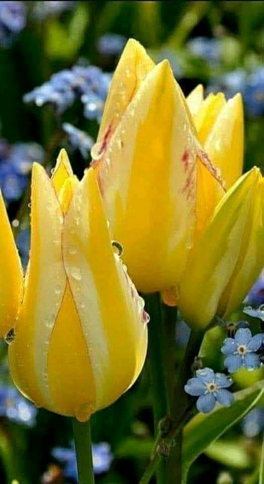 🌹🍂

كل انسان معرض لــ فترة ضعف 
مثل الورد 🌸 تُداعبه رياح , ثم يصفعه مطر 
لكن : بدلاً من ان ينكسر .. يفوح عطر ..!!