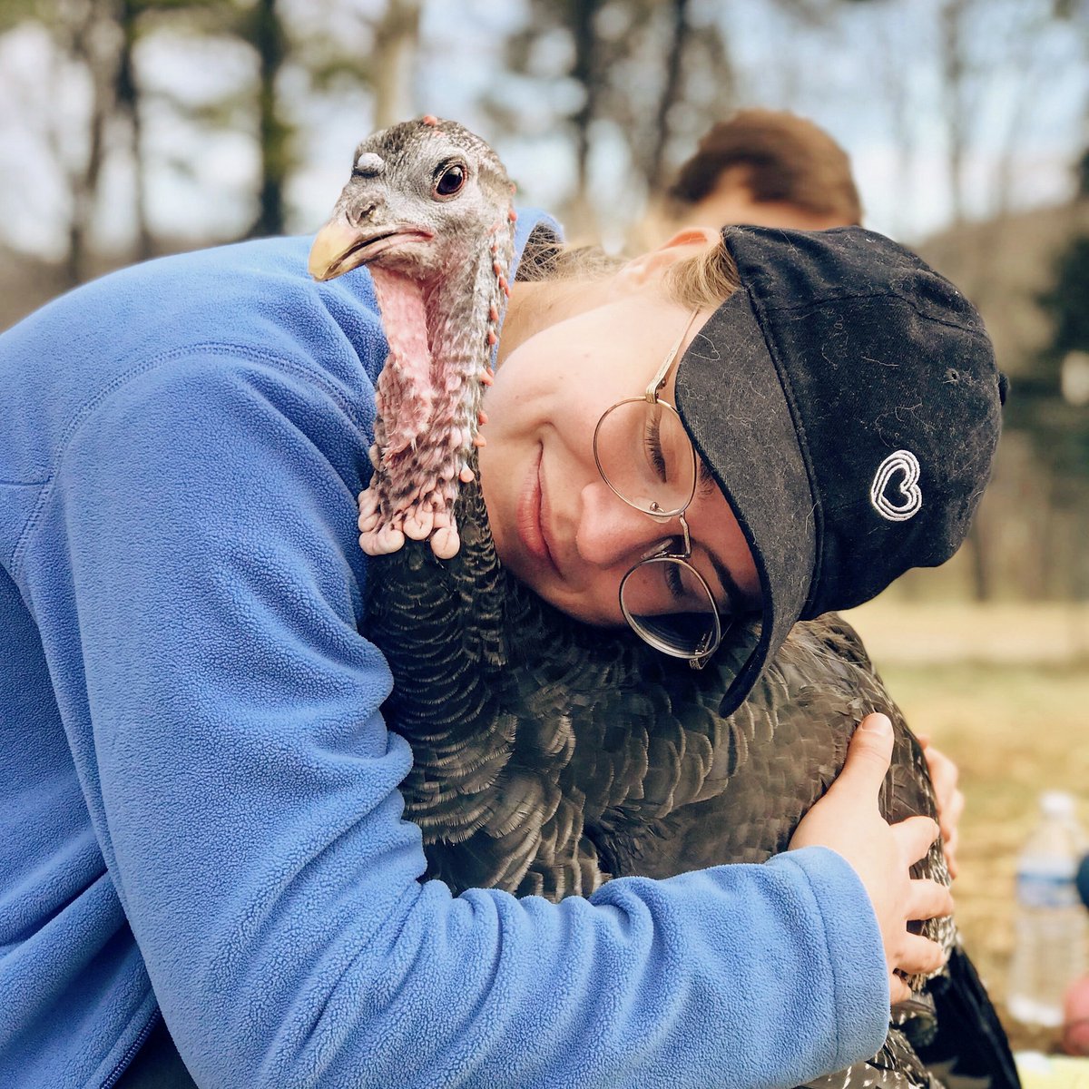 Did you know? Turkeys create long-lasting social bonds with each other and with humans.
