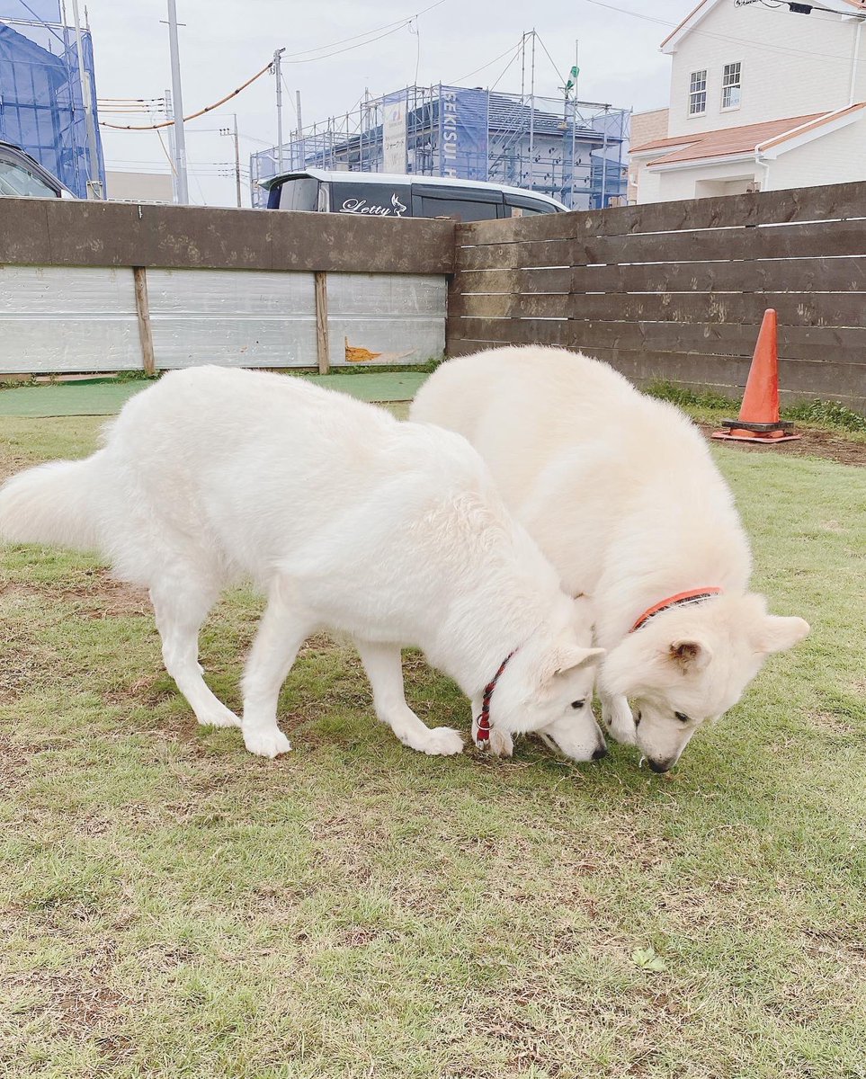 Letty0507's tweet photo. ロミオとジュリエット😂
#ホワイトシェパード
#ホワイトスイスシェパード https://t.co/F80LfPmS0P