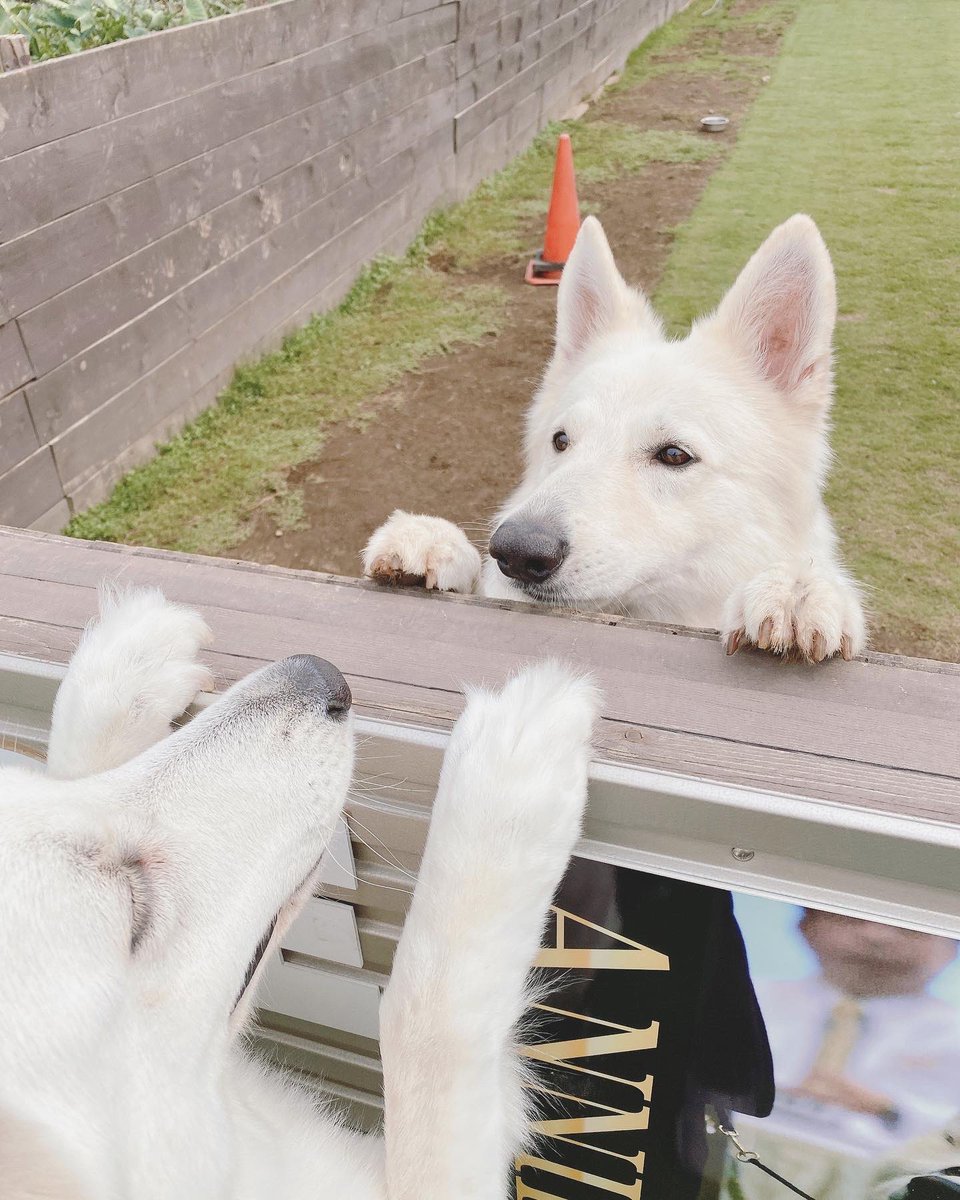 Letty0507's tweet photo. ロミオとジュリエット😂
#ホワイトシェパード
#ホワイトスイスシェパード https://t.co/F80LfPmS0P