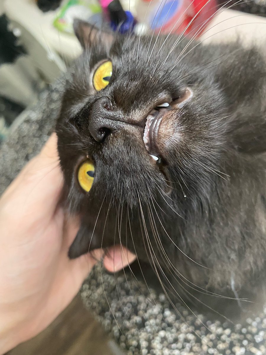 datburritodoe's tweet photo. @Draculasswife My sweet derpy baby https://t.co/egJj7wGksx