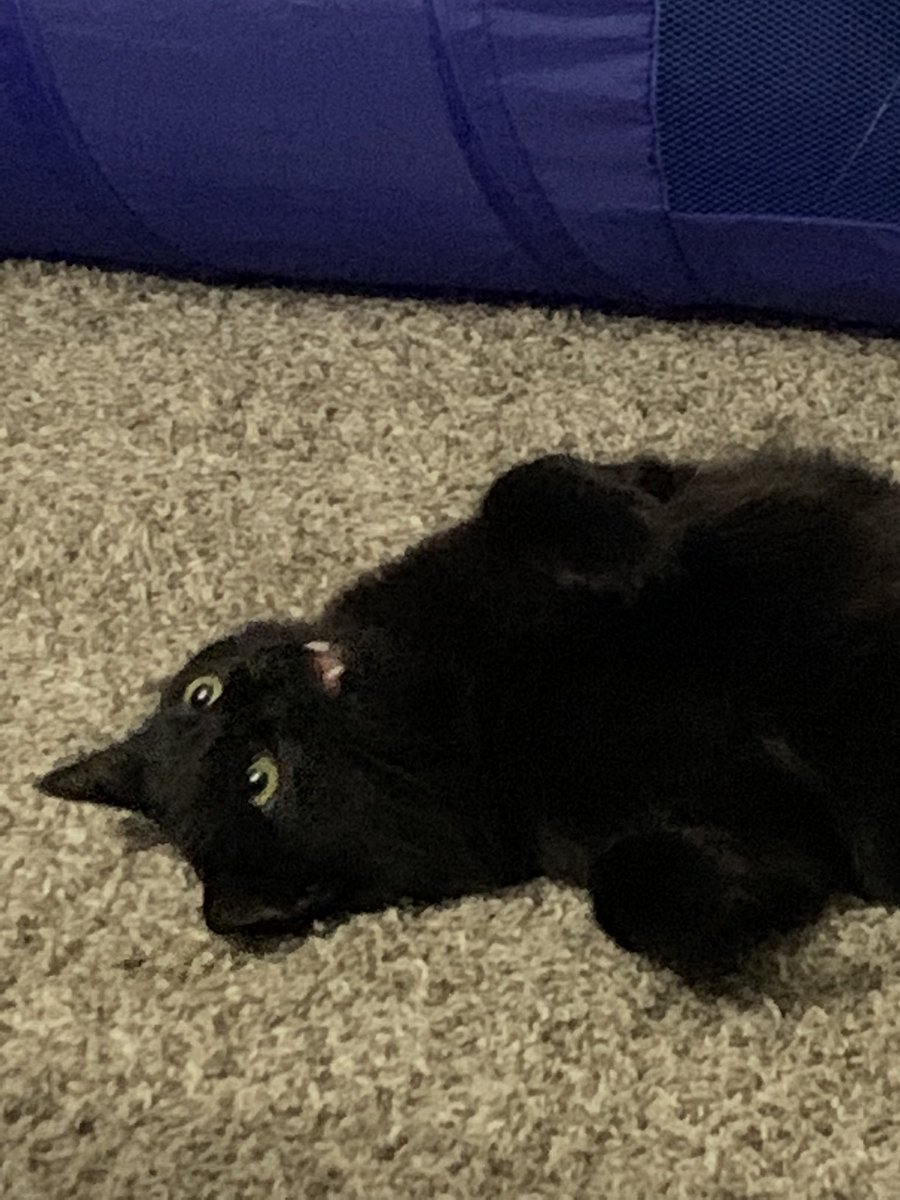 datburritodoe's tweet photo. @Draculasswife My sweet derpy baby https://t.co/egJj7wGksx