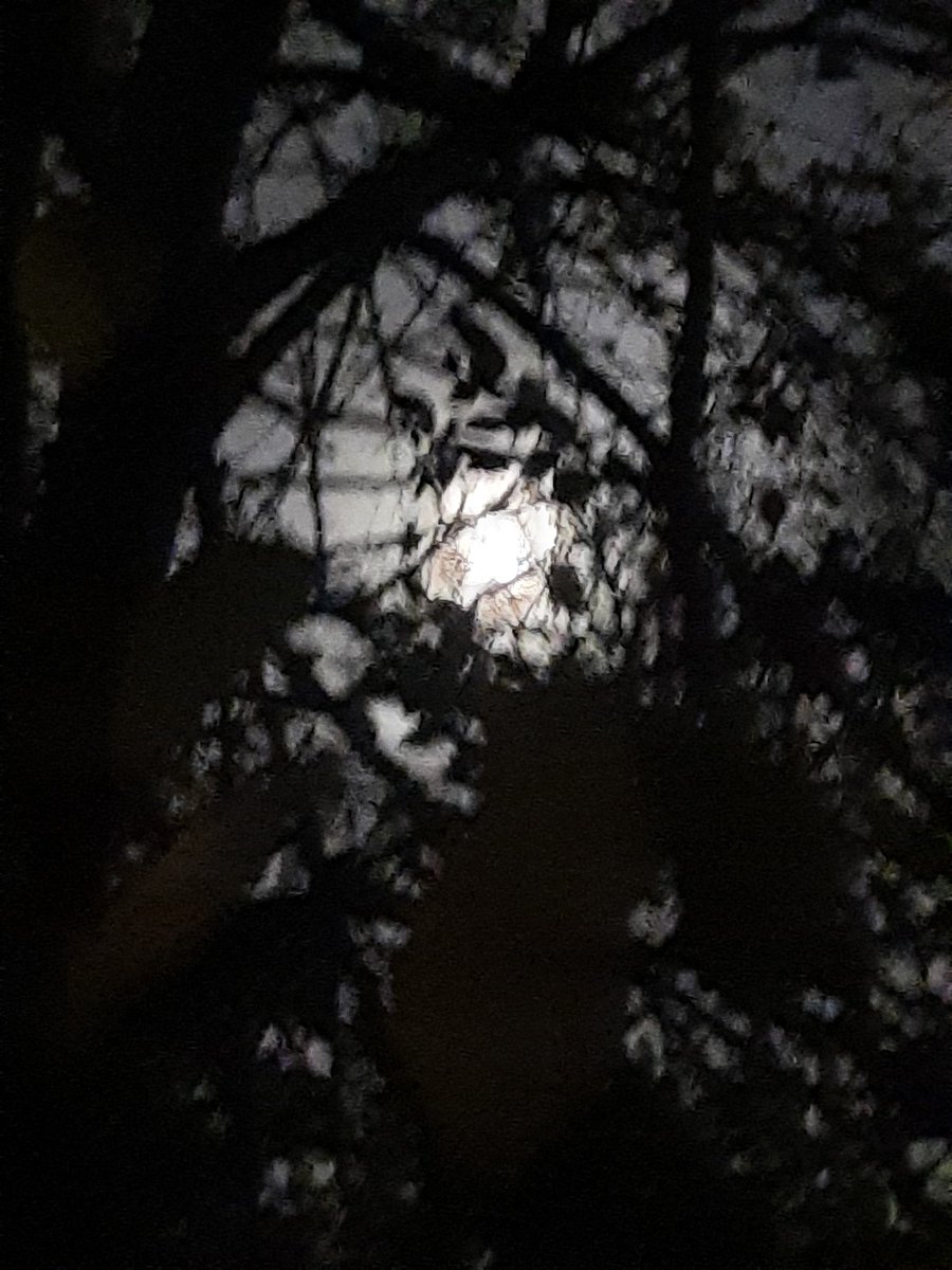 Bermondsey SE London this eve <a href="/lb_southwark/">Southwark Council</a> <a href="/LynnParsonsUK/">Lynn Parsons</a> <a href="/OldFriendsSPark/">” Friends of Southwark Park 🌳</a>