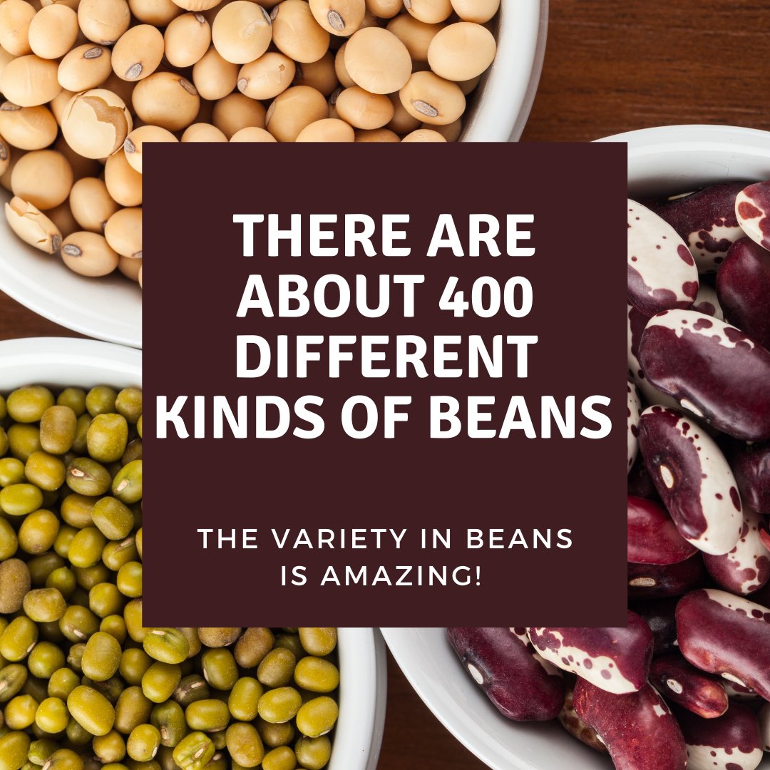 CO_Dry_Beans's tweet photo. The variety in beans is amazing! https://t.co/i2Fje4FPig