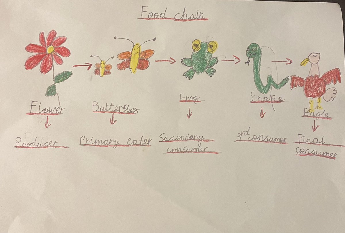 TabakuAna's tweet photo. Morena’s food chain @GoresbrookSc @MrPogmore https://t.co/8rKtZV7FQB