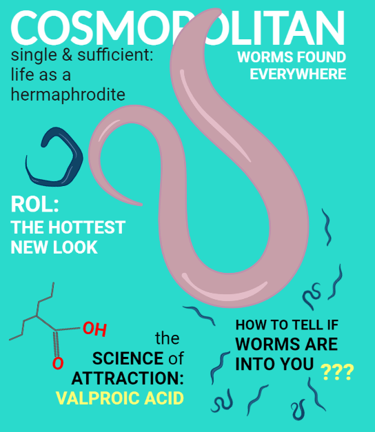 StanfordNeuroPlant (@plantneuro) on Twitter photo A thought experiment about a special issue of Cosmo dedicated to C. elegans attraction brought to life by <a href="/Mrsbenwyatt/">Rachel Porter</a>! A thought experiment about a special issue of Cosmo dedicated to C. elegans attraction brought to life by <a href="/Mrsbenwyatt/">Rachel Porter</a>!