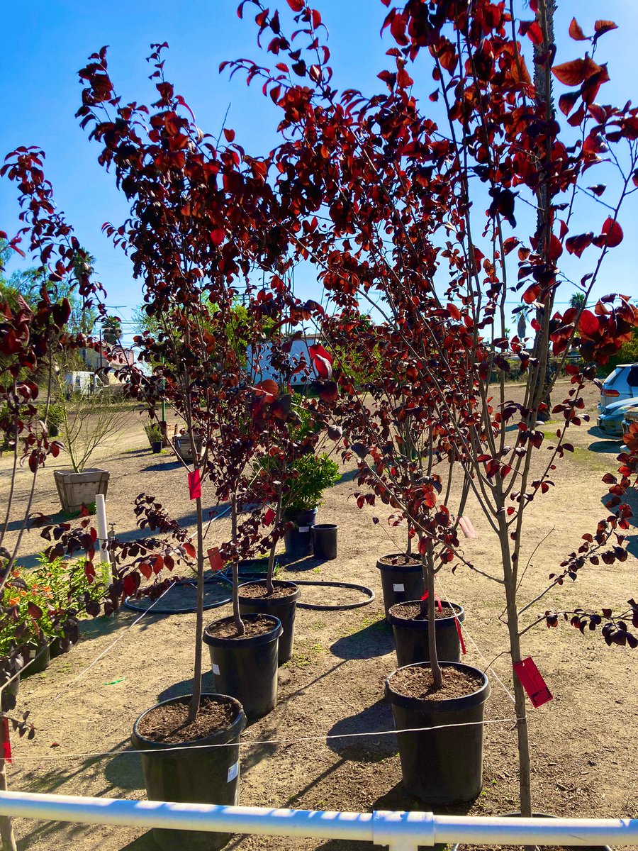NSD_Castillo's tweet photo. A quick glimpse of some of the plants and trees we will be planting during the winter break. These should really add a lot of color and attraction to the landscape at the site. Some Prunus Blireiana,salvias, tecomas, &amp; dwarf lantanas will definitely make a difference. #NSDnow https://t.co/at3tX7RuWd