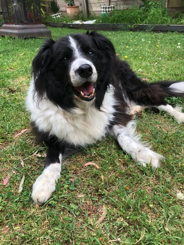 meagee's tweet photo. @bronte__lee He is very cute. We have a border that we think must be related to Roy somewhere along the line. Very similar looks and manners. This is Malin. He’s just turned 14. https://t.co/Grzb62BmMP