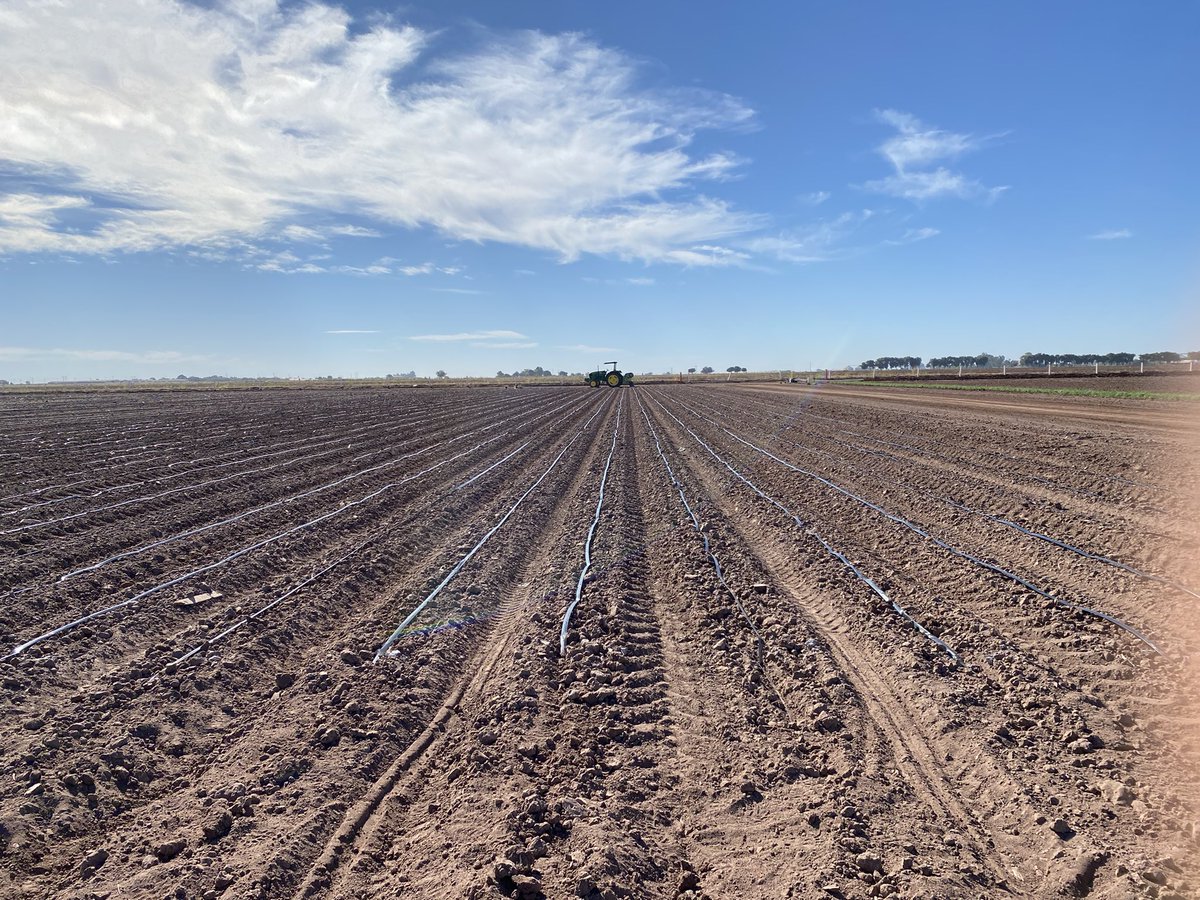 WheatVelu's tweet photo. Accelerated wheat breeding comes with more headrows sown by hand &amp; the precision phenotyping for drought tolerance through drip irrigation @CIMMYT Obregon, Sonora @AlisonRBentley https://t.co/MRWe35DCHX