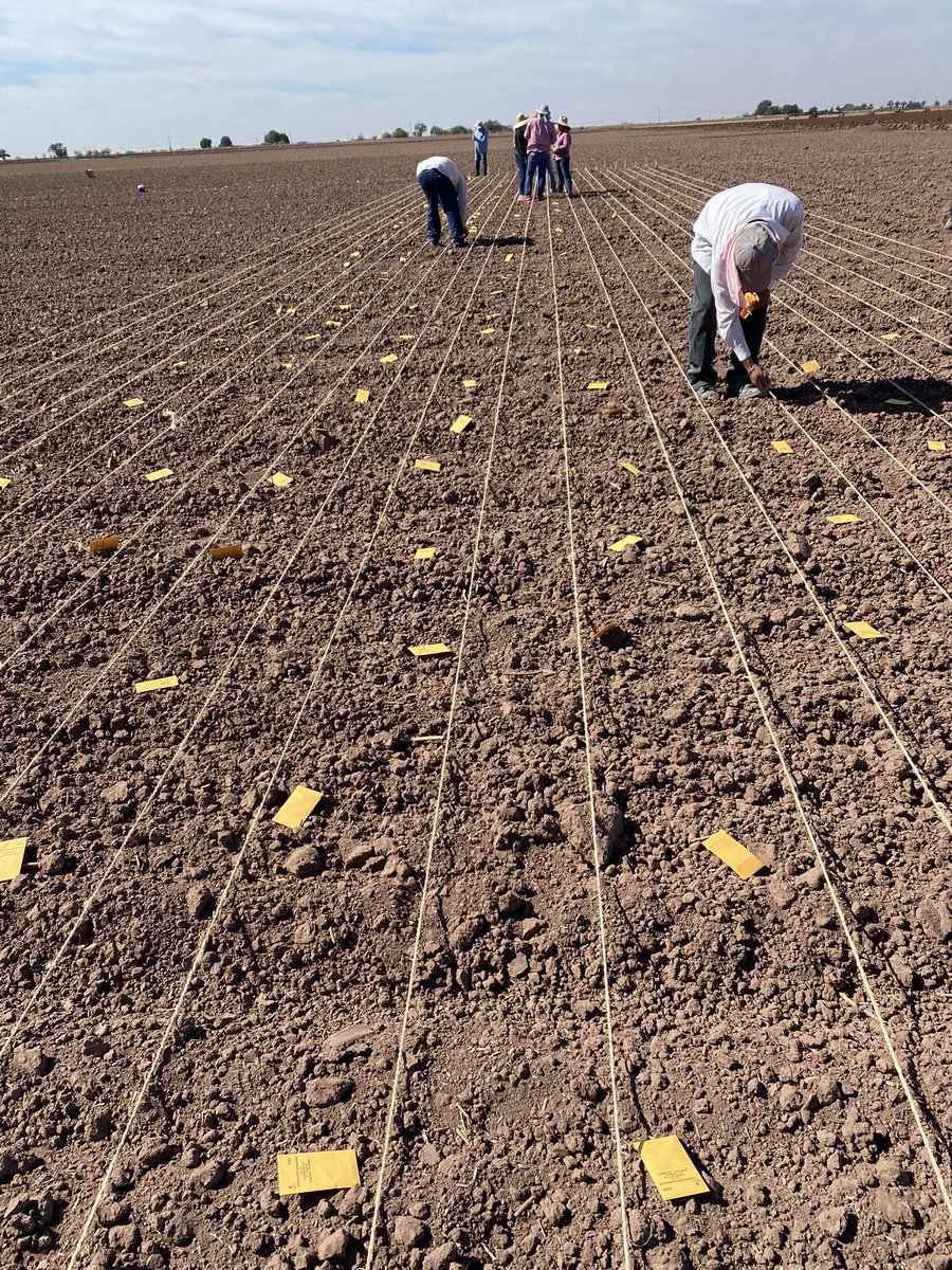 WheatVelu's tweet photo. Accelerated wheat breeding comes with more headrows sown by hand &amp; the precision phenotyping for drought tolerance through drip irrigation @CIMMYT Obregon, Sonora @AlisonRBentley https://t.co/MRWe35DCHX