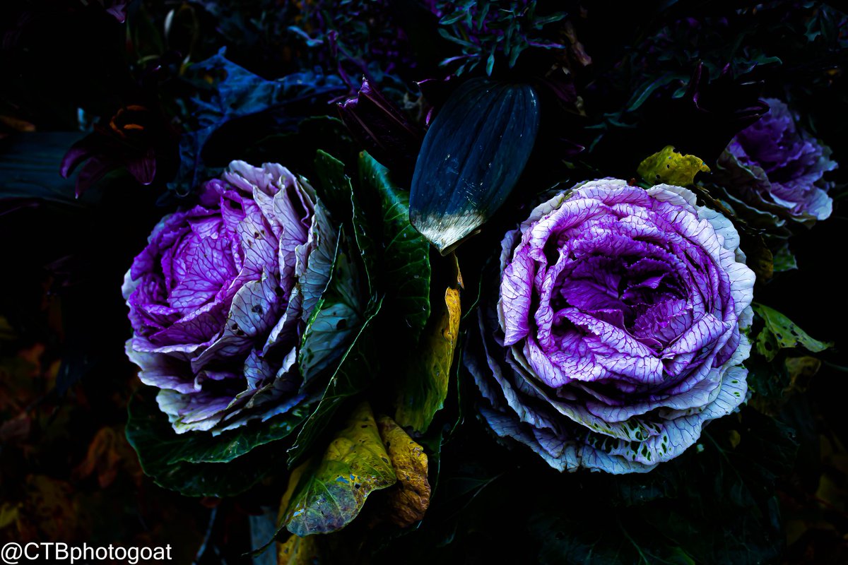 Cabbage blooms.