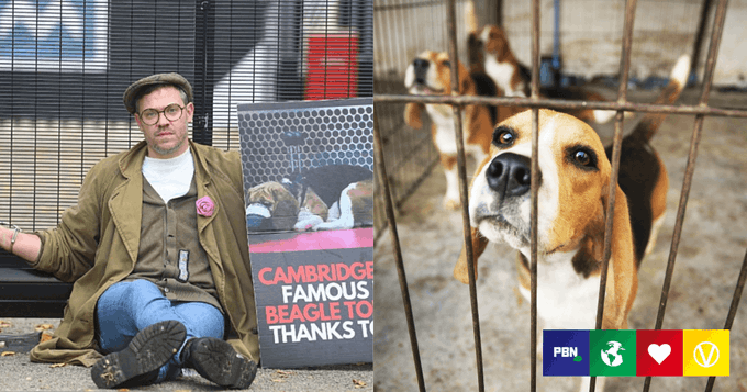 veganfuture's tweet photo. Will Young Handcuffs Himself To Puppy Breeding Facility To Protest Animal Testing  https://t.co/PeePcjljKW https://t.co/cclt8ELN89