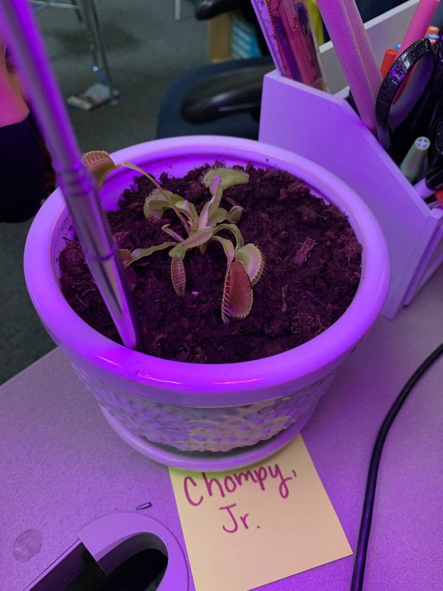 Meet our “class pet”, Chompy, Jr. the Venus fly trap! 😂