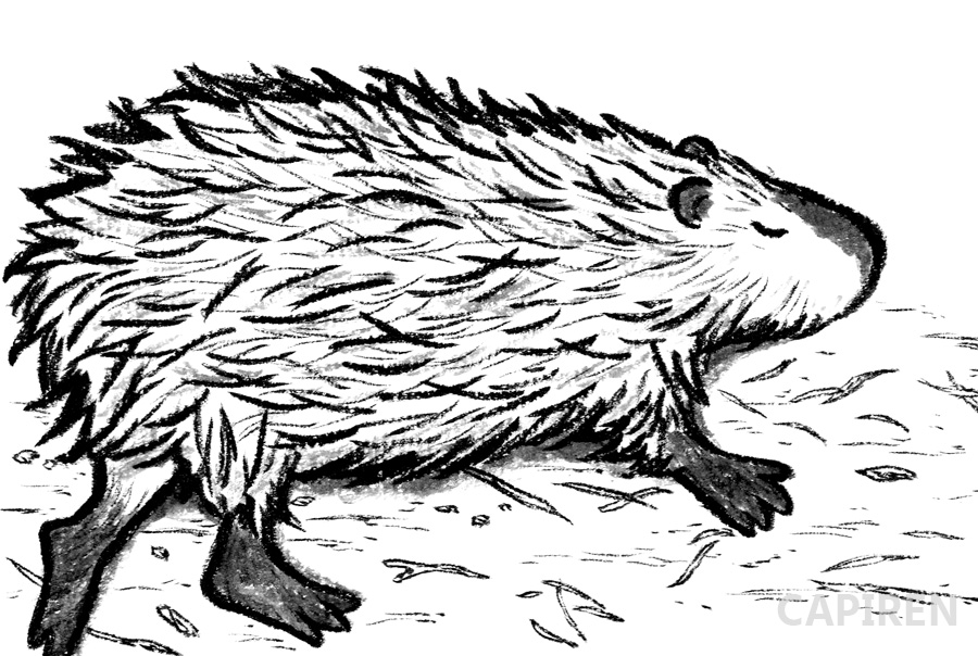 Capiren Capiren2 Twitter