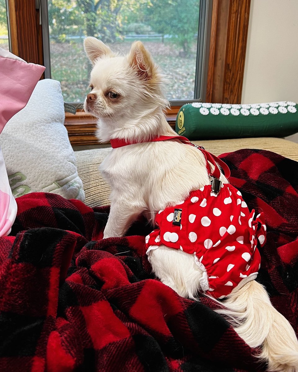 Jahnnalee's tweet photo. Starleena is much happier with her new fashionable diaper panties 😂💕 #dogsoftwitter #dogfashion #periods https://t.co/iviSVFEyaf