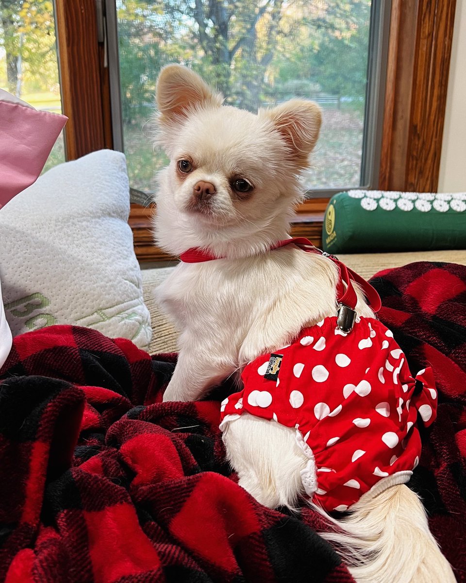 Jahnnalee's tweet photo. Starleena is much happier with her new fashionable diaper panties 😂💕 #dogsoftwitter #dogfashion #periods https://t.co/iviSVFEyaf