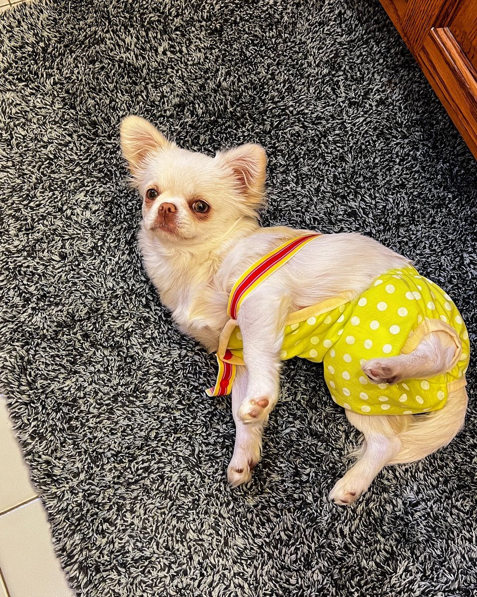 Jahnnalee's tweet photo. Starleena is much happier with her new fashionable diaper panties 😂💕 #dogsoftwitter #dogfashion #periods https://t.co/iviSVFEyaf